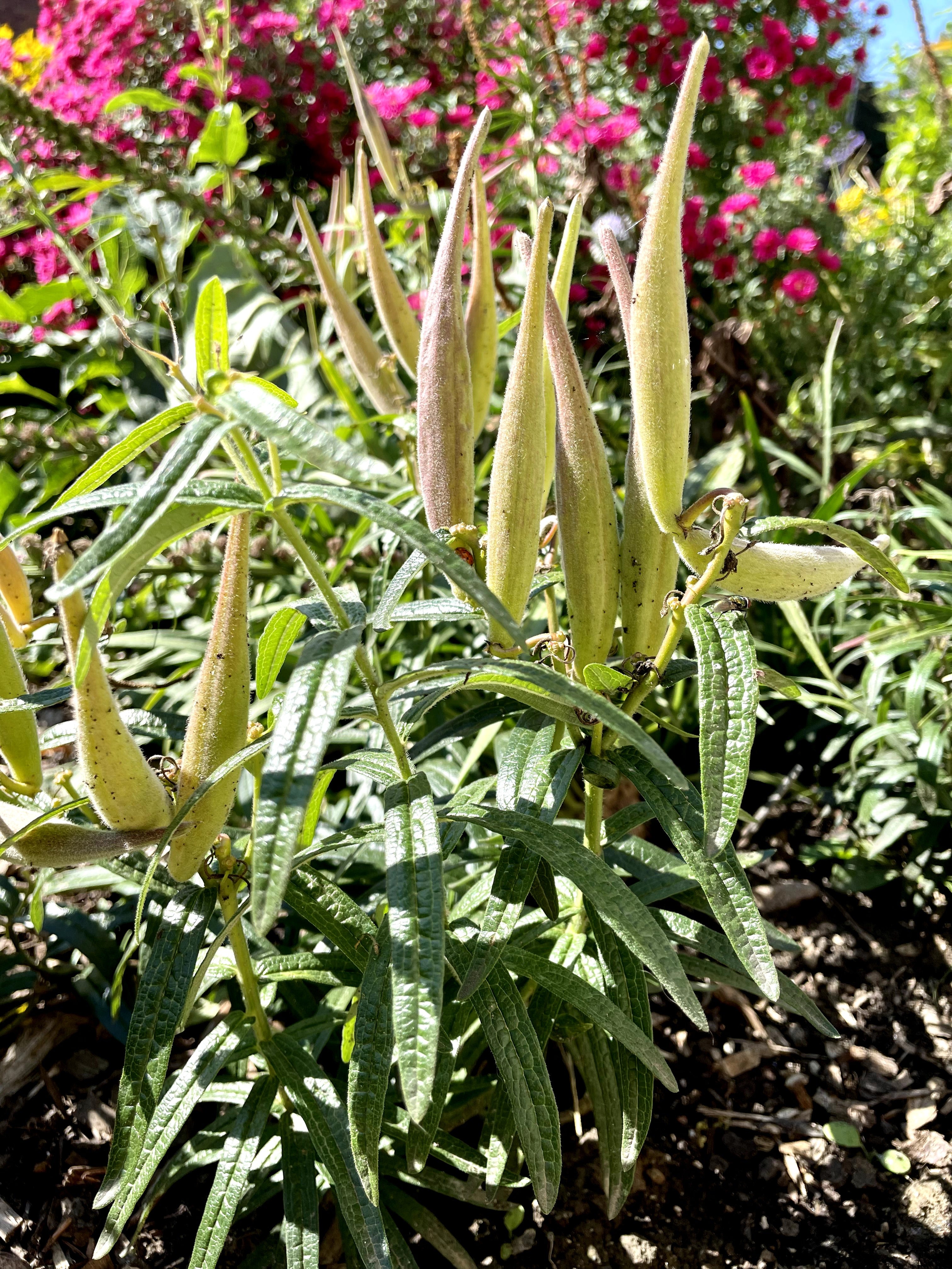 Asclepias tuberosa / Asclépiade tubéreuse / Butterfly milkweed