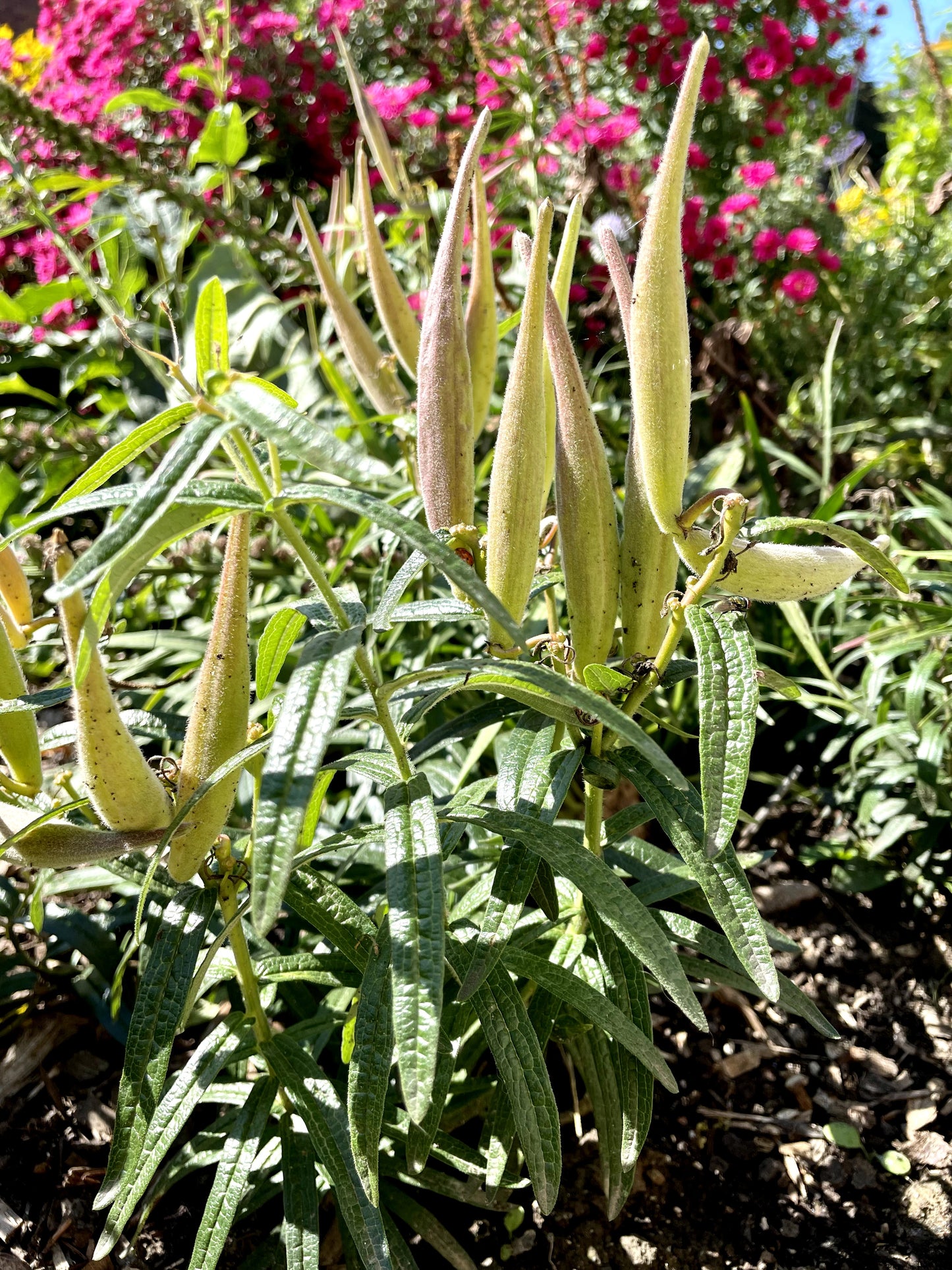 Asclepias tuberosa / Butterfly milkweed / Asclépiade tubéreuse