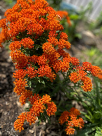 Asclepias tuberosa / Asclépiade tubéreuse / Butterfly milkweed