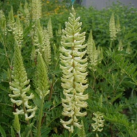 Astragalus canadensis / Astragale du Canada / Canadian Milkvetch