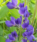 Baptisia australis / Baptisia australis / Wild Blue False Indigo