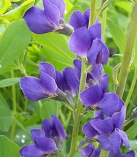 Baptisia australis / Baptisia australis / Wild Blue False Indigo