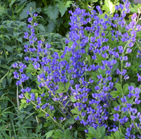 Baptisia australis / Baptisia australis / Wild Blue False Indigo