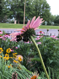 Echinacea purpurea / Purple Coneflower / Échinacée pourpre