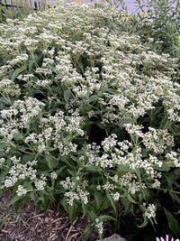 Eupatorium perfoliatum / Boneset