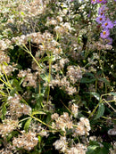 Eupatorium perfoliatum / Boneset