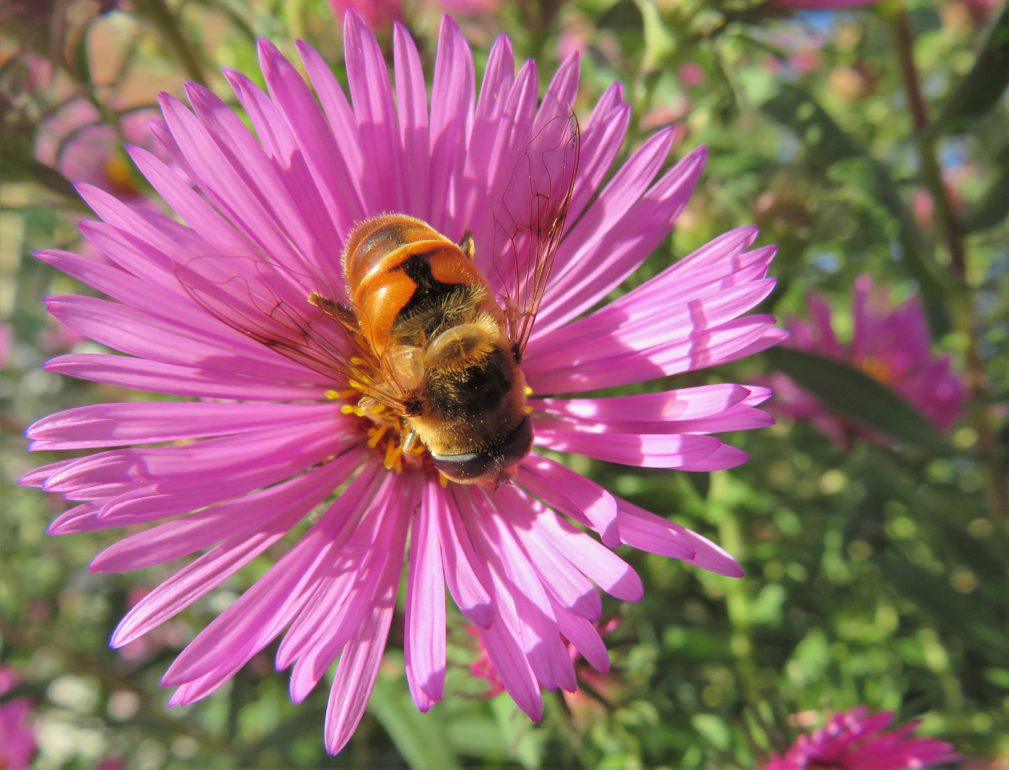 Super-hôte des pollinisateurs (9 plantes) / Pollinator Super Host (9 plants)