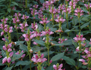 Chelone Obliqua / Chelone obliqua / Turtlehead pink