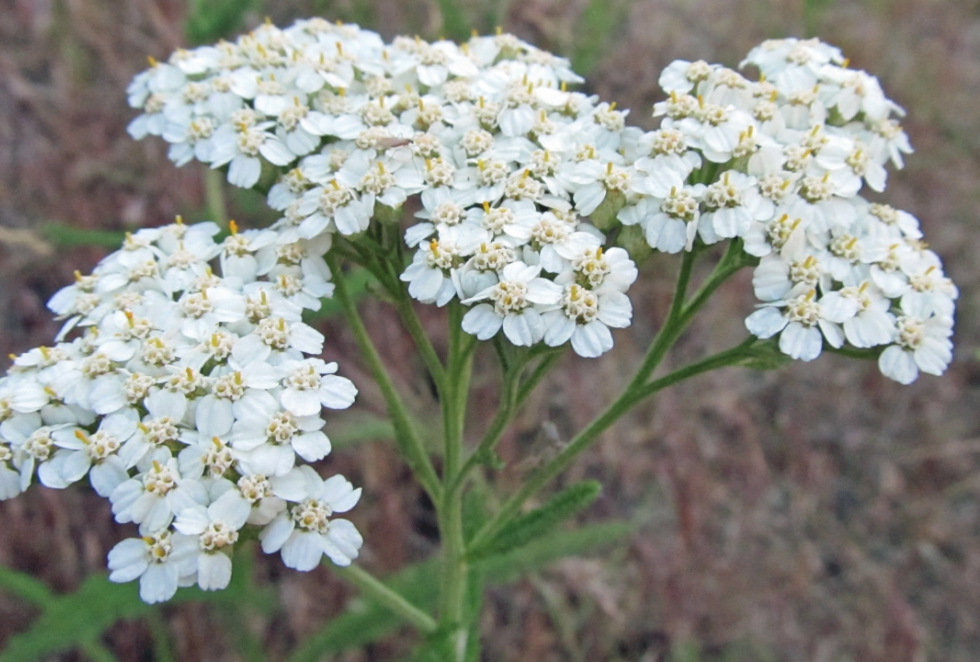 Achillea millefolium / Achillée millefeuille / Common Yarrow