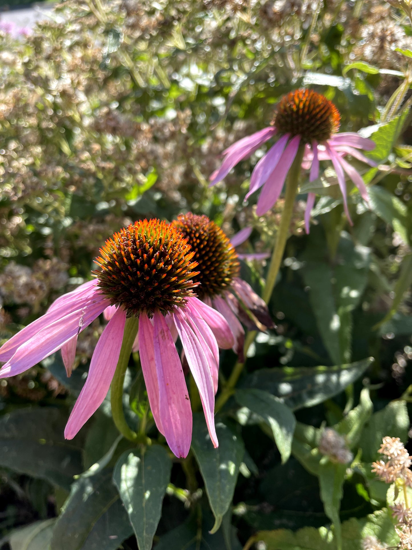 Echinacea purpurea / Purple Coneflower / Échinacée pourpre