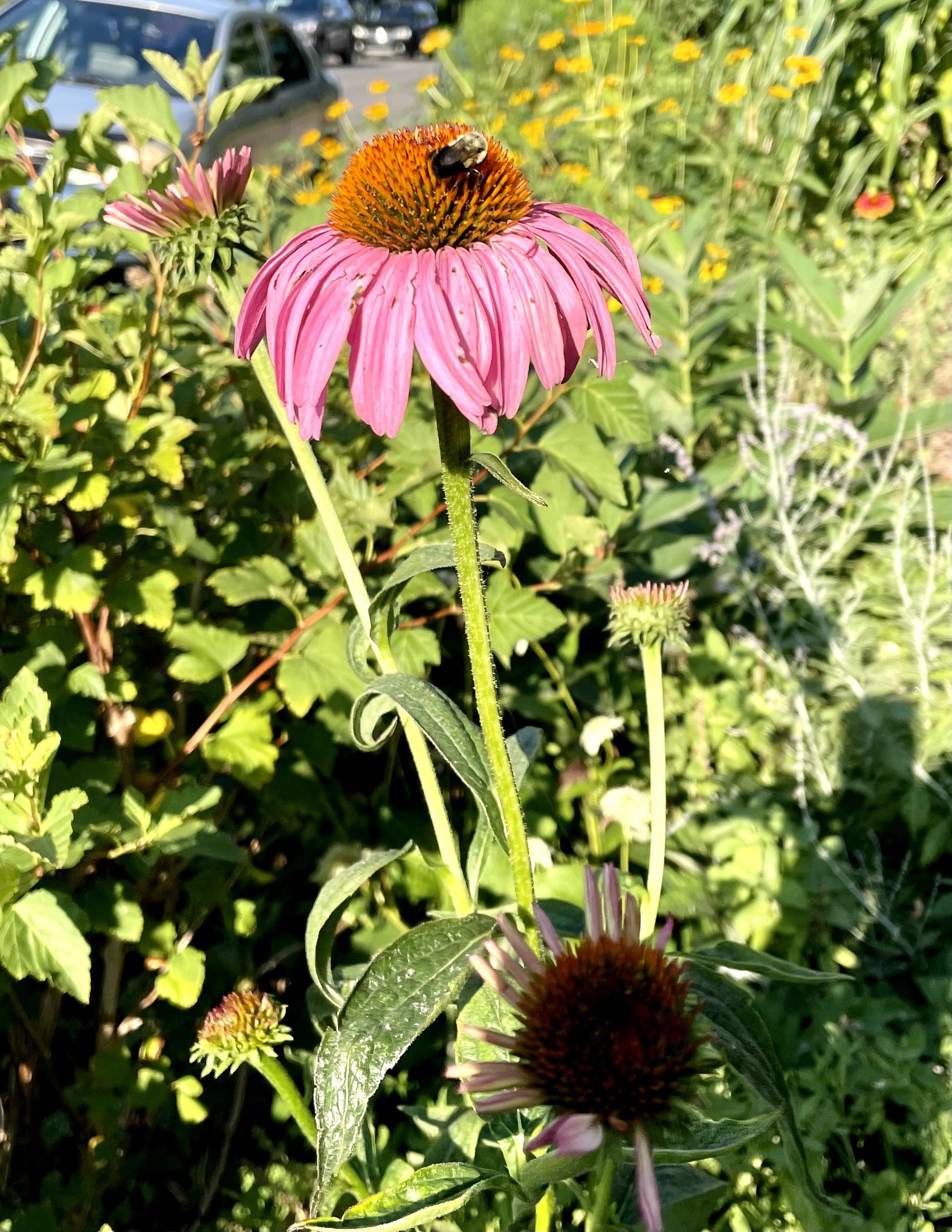 Echinacea purpurea / Purple Coneflower / Purple coneflower