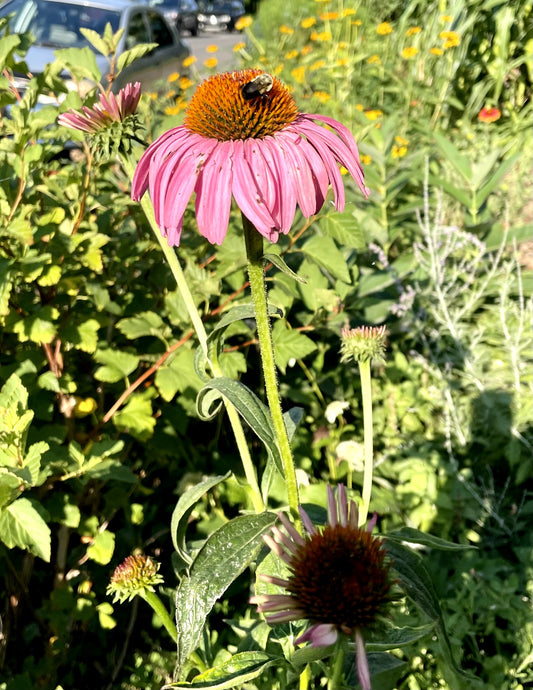 Jardin BUZZ - Exuberant Urban Pollinator Gardens - Seeds - Plants