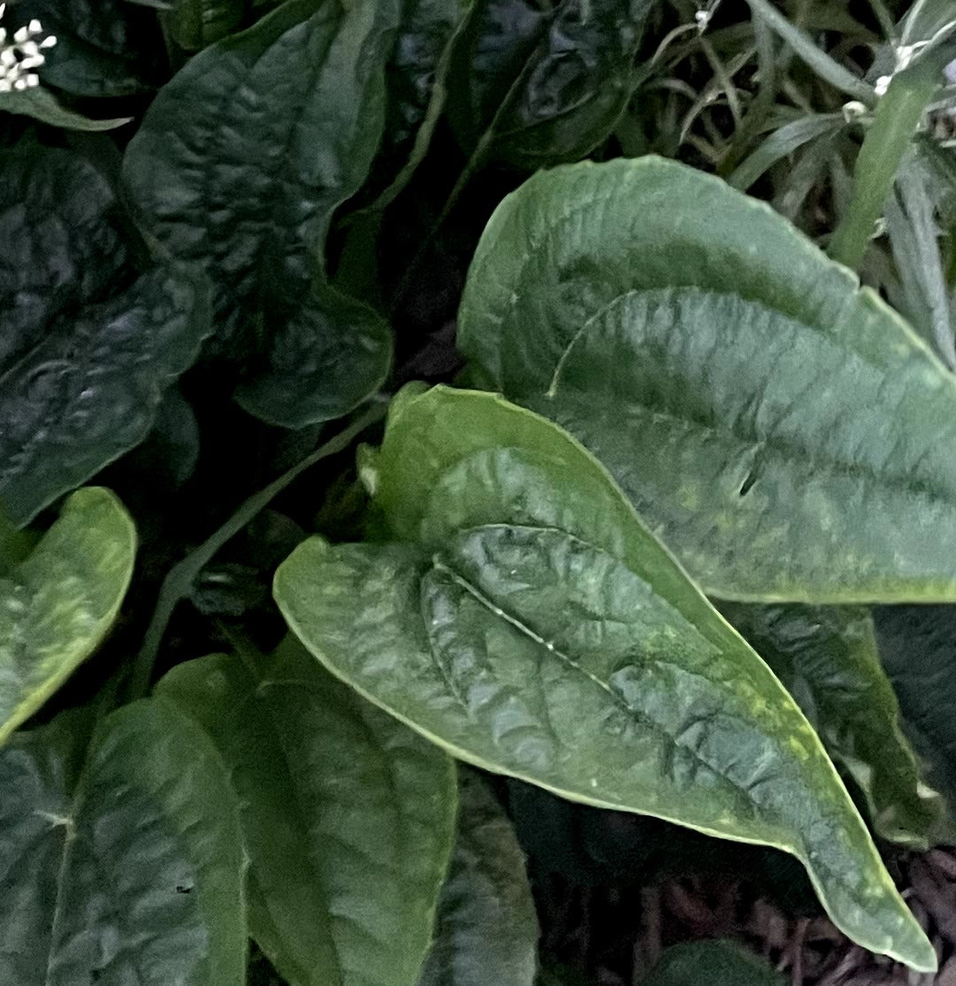 First year of growth Echinacea