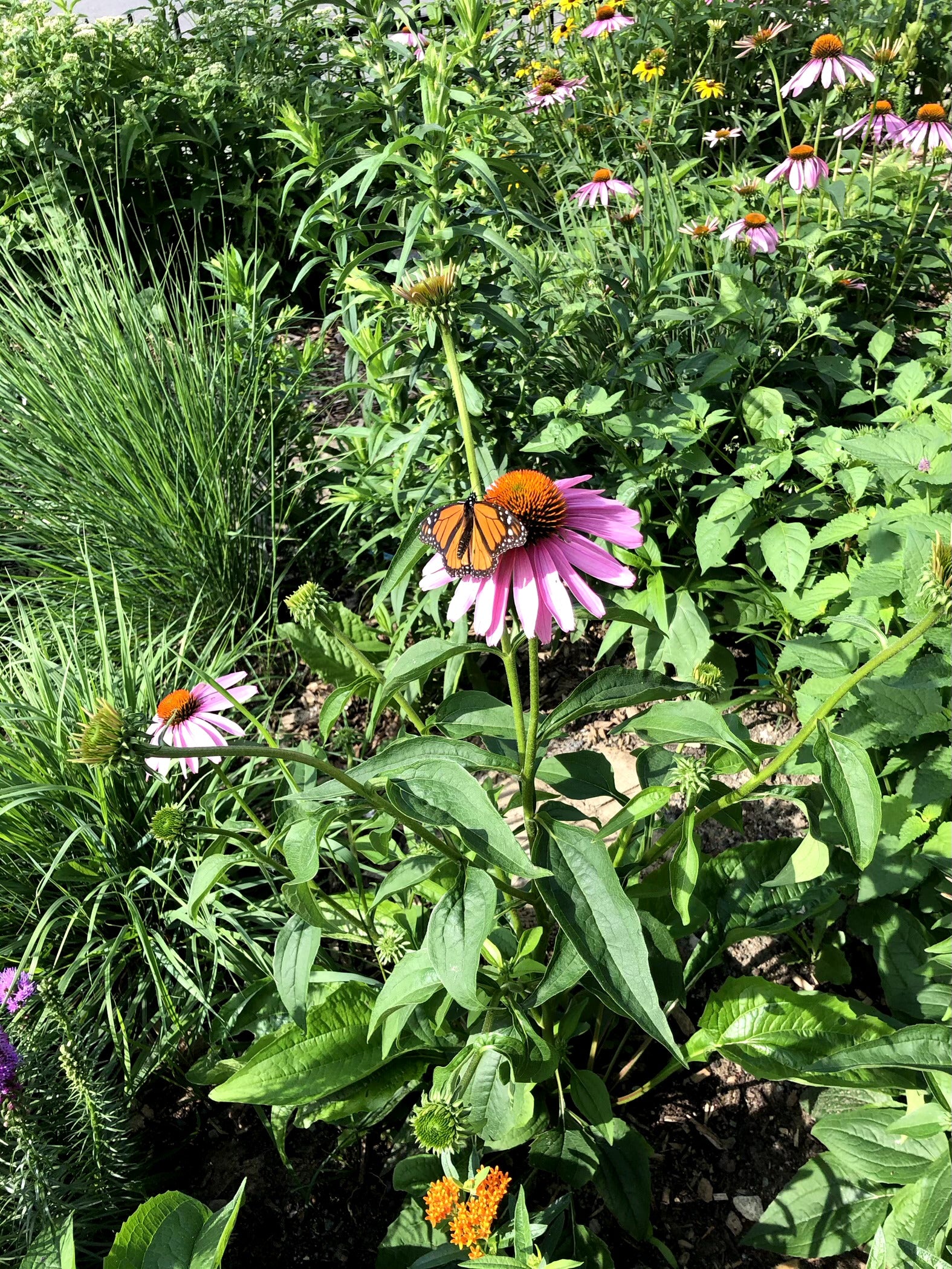 Echinacea purpurea / Purple Coneflower / Purple coneflower