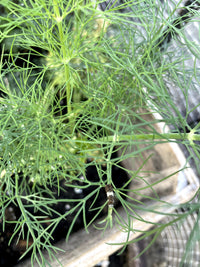 Papillon du céleri / aneth / Swallowtail 5 Star Dill Blend