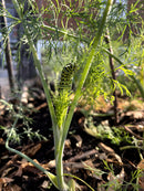 Celery Butterfly / Dill / Swallowtail 5 Star Dill Blend