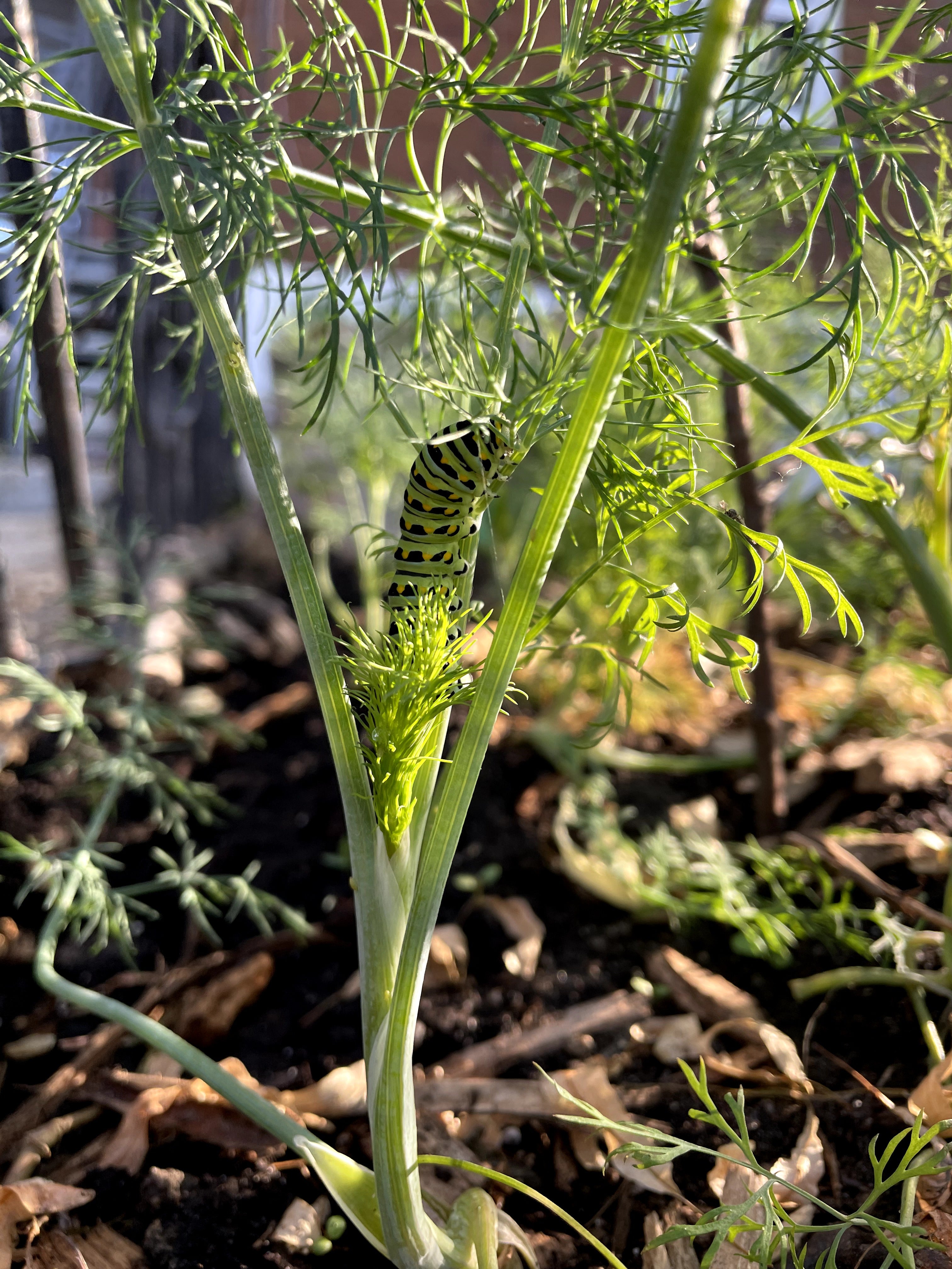 Papillon du céleri / aneth / Swallowtail 5 Star Dill Blend