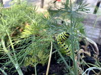 Papillon du céleri / aneth / Swallowtail 5 Star Dill Blend