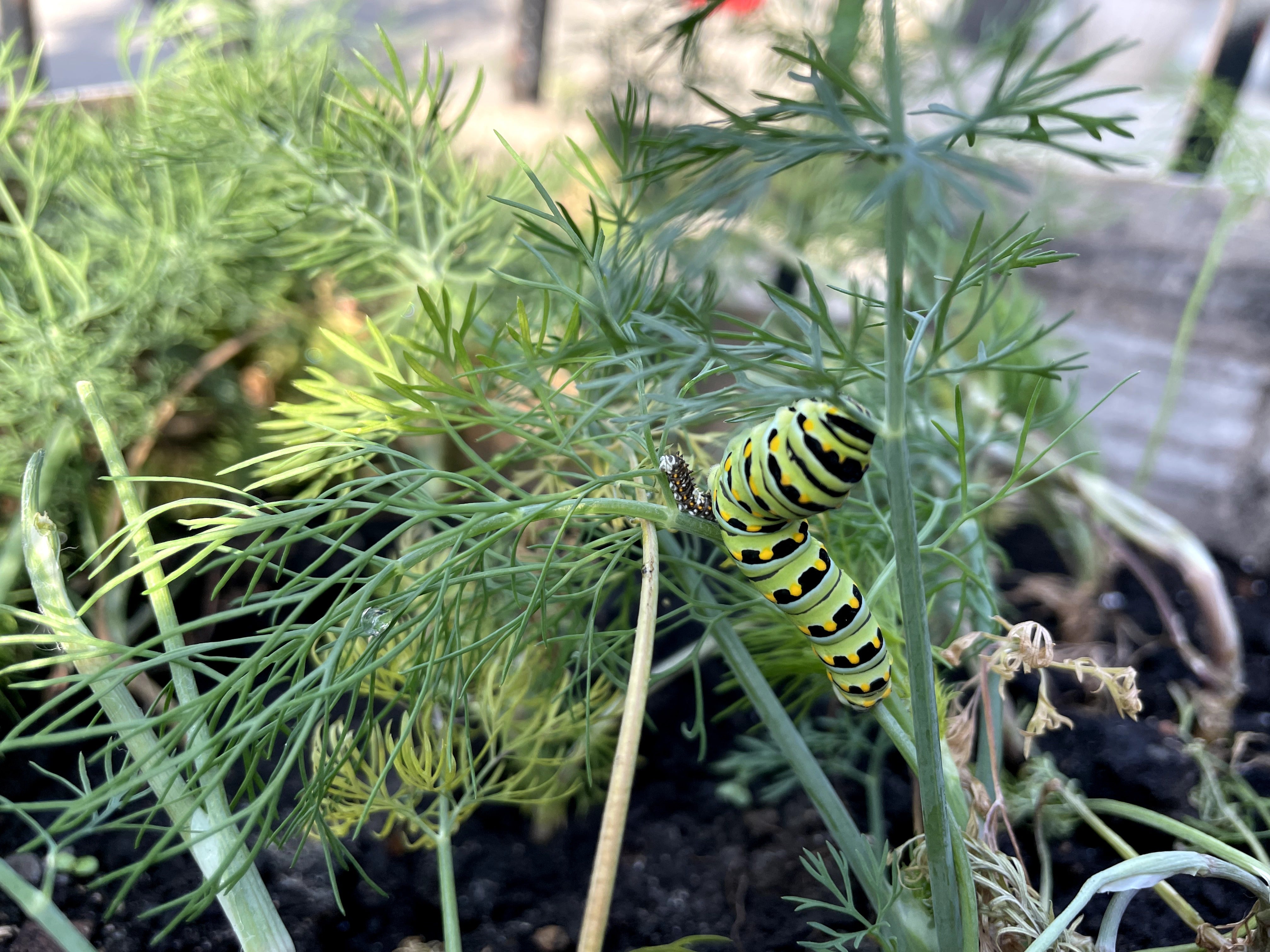 Celery Butterfly / Dill / Swallowtail 5 Star Dill Blend