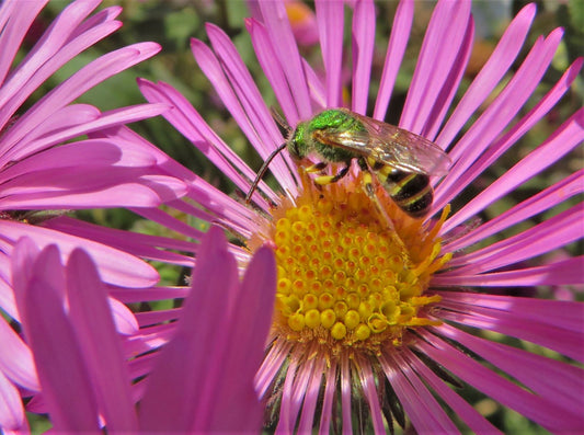 Green head bee on New england Aster. Fall Blooms for pollinators.