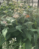 Eutrochium maculatum / Eupatoire maculée / Joe Pye Weed