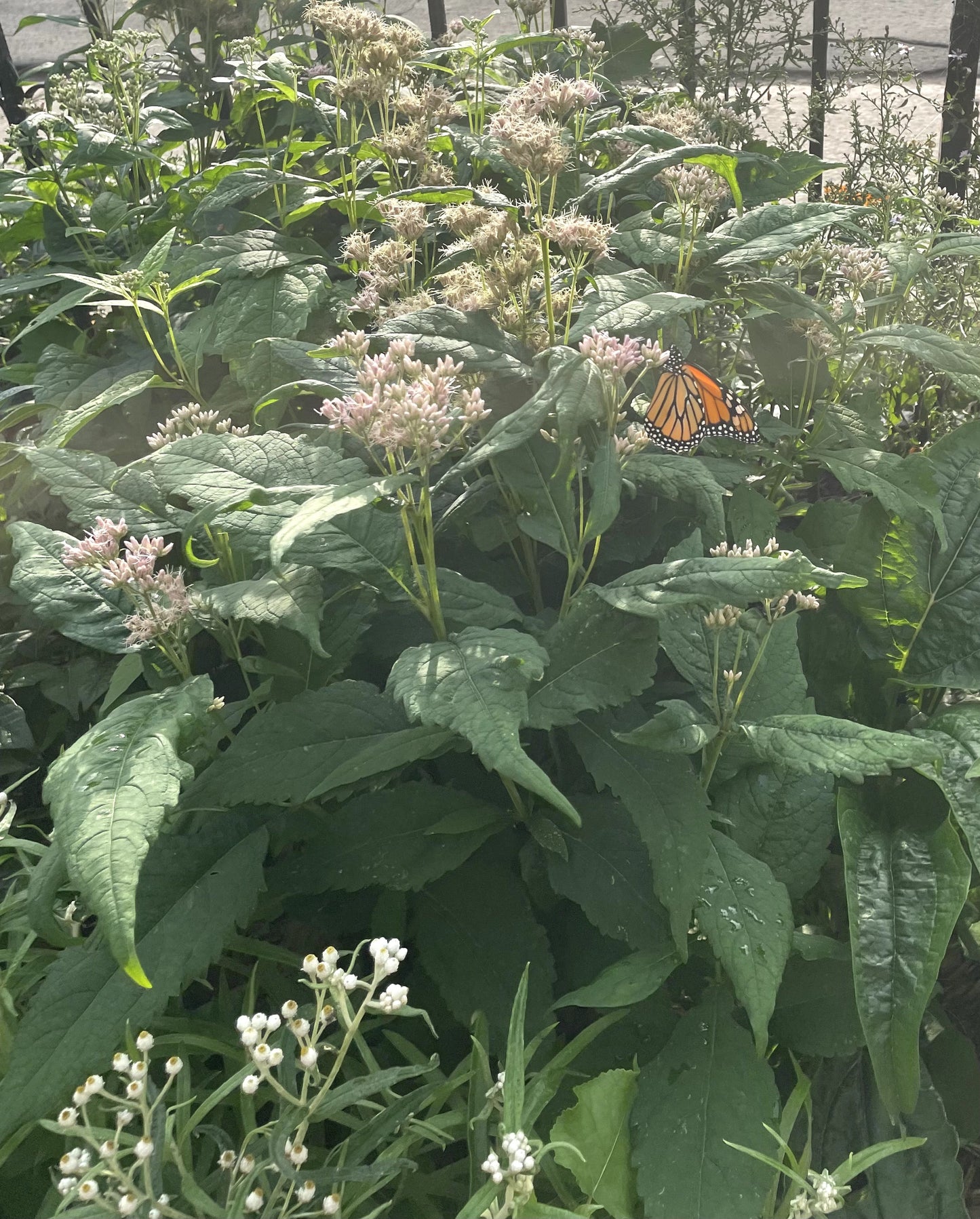 Eutrochium maculatum	/ Joe Pye Weed / Eupatoire maculée