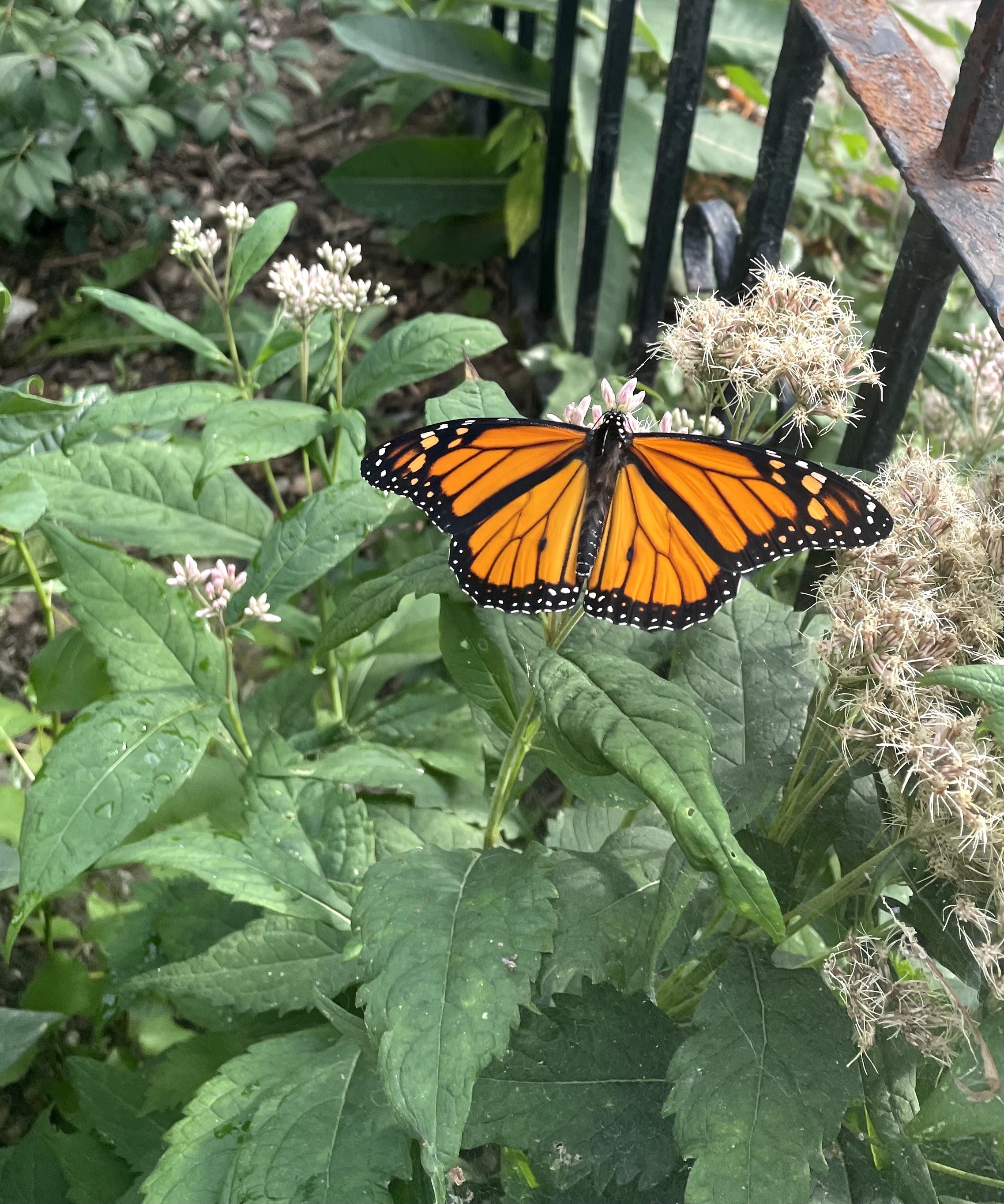 Eutrochium maculatum / Eupatoire maculée / Joe Pye Weed