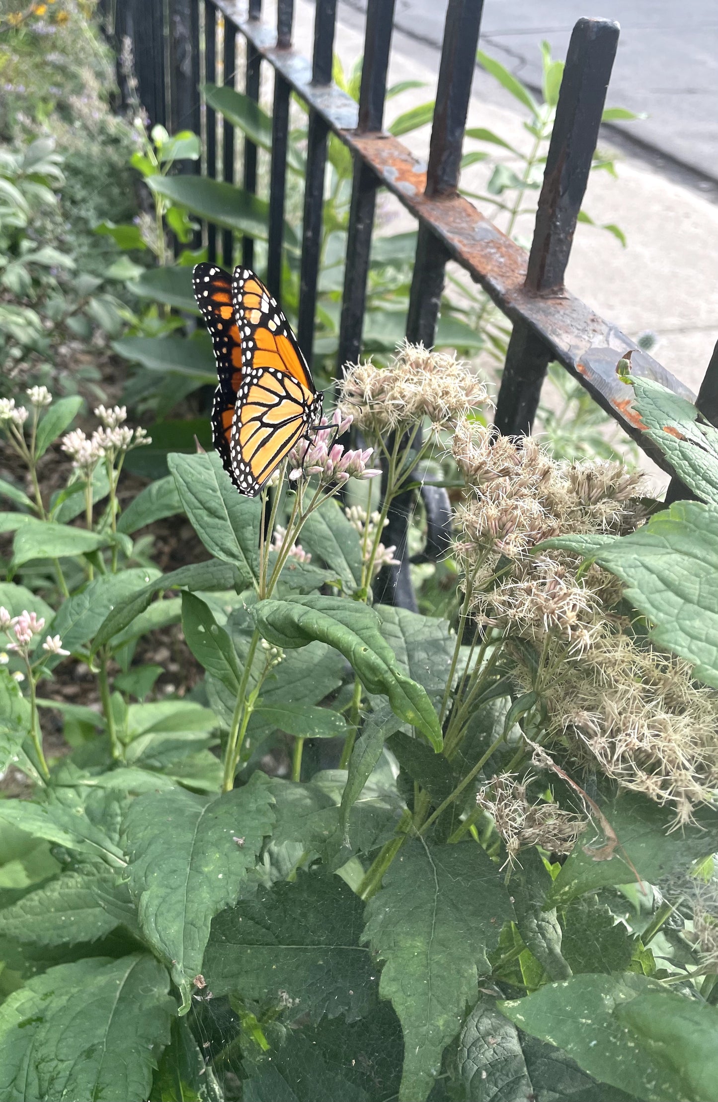 Eutrochium maculatum	/ Joe Pye Weed / Eupatoire maculée