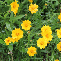 Coreopsis lanceolata / Coreopsis lanceolate / Lanceleaf Coreopsis -Tickseed / Lance-leaved tickseed