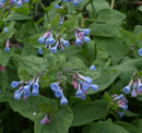 Mertensia Virginica&nbsp; / Cloches de Virginie /&nbsp; Virginia Blue Bells - Mertensia