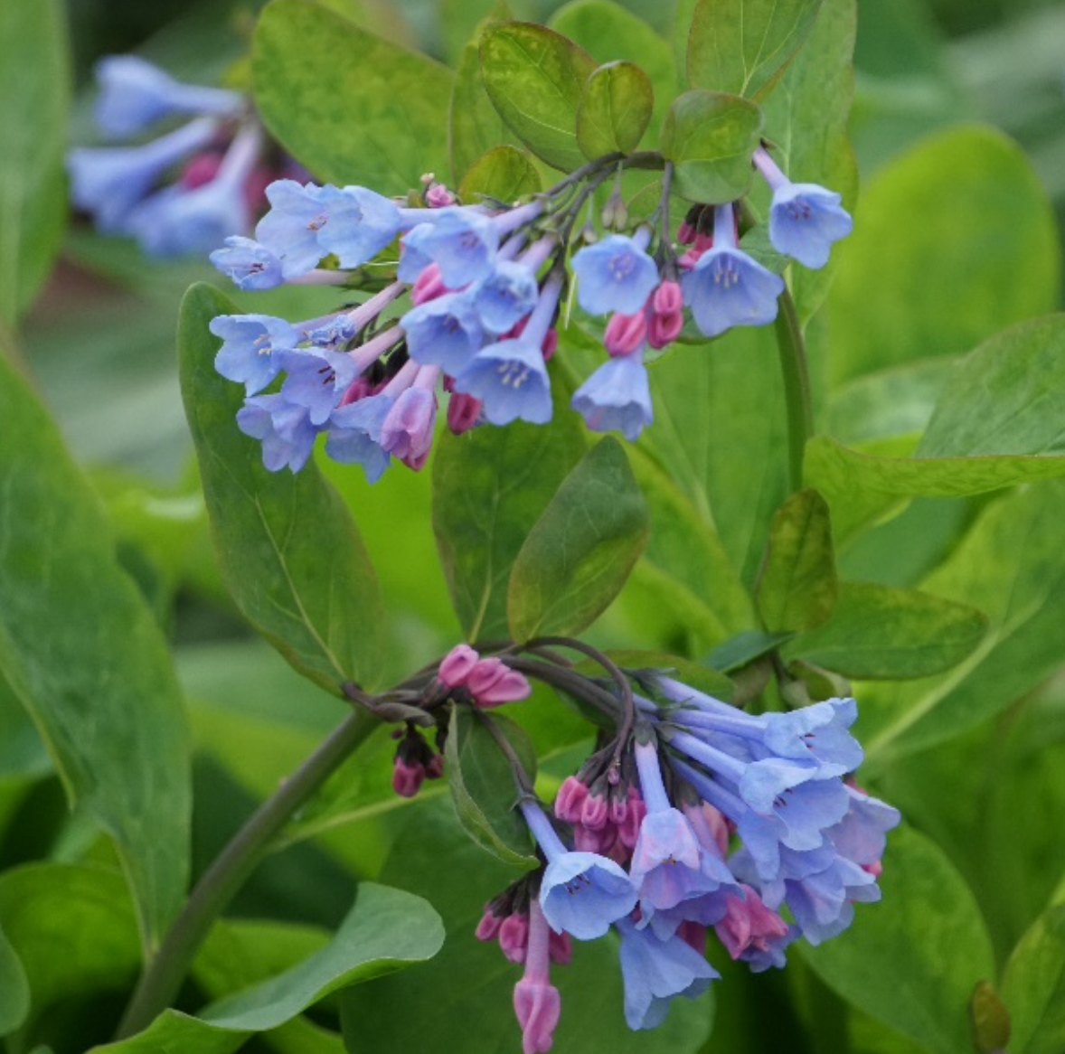 Mertensia Virginica&nbsp; / Cloches de Virginie /&nbsp; Virginia Blue Bells - Mertensia