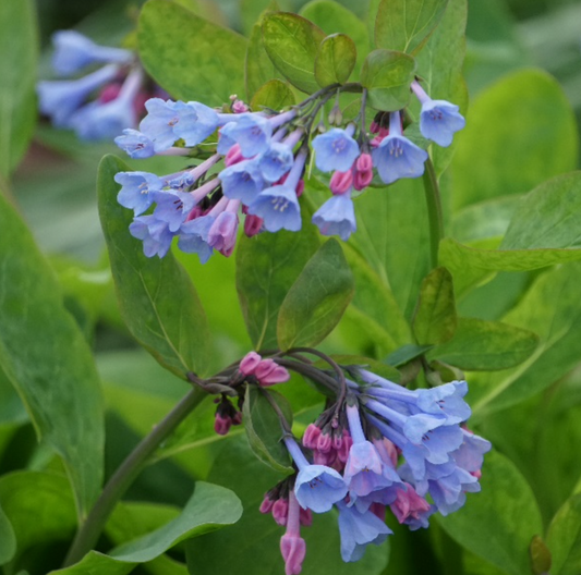 Mertensia Virginica / Virginia Blue Bells - Mertensia / Cloches de Virginie