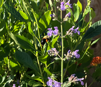 Nepeta racemosa / Catmint