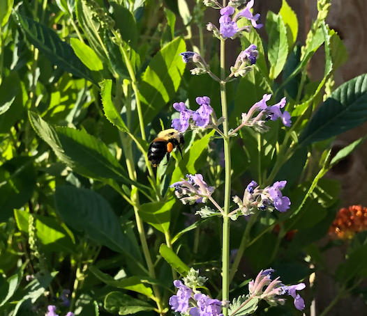 Nepeta racemosa / Catmint