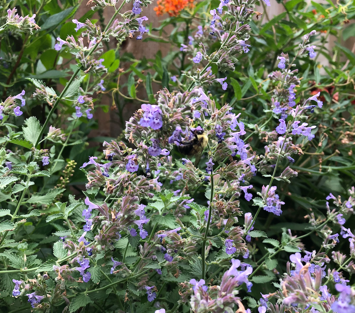 Nepeta racemosa / Catmint