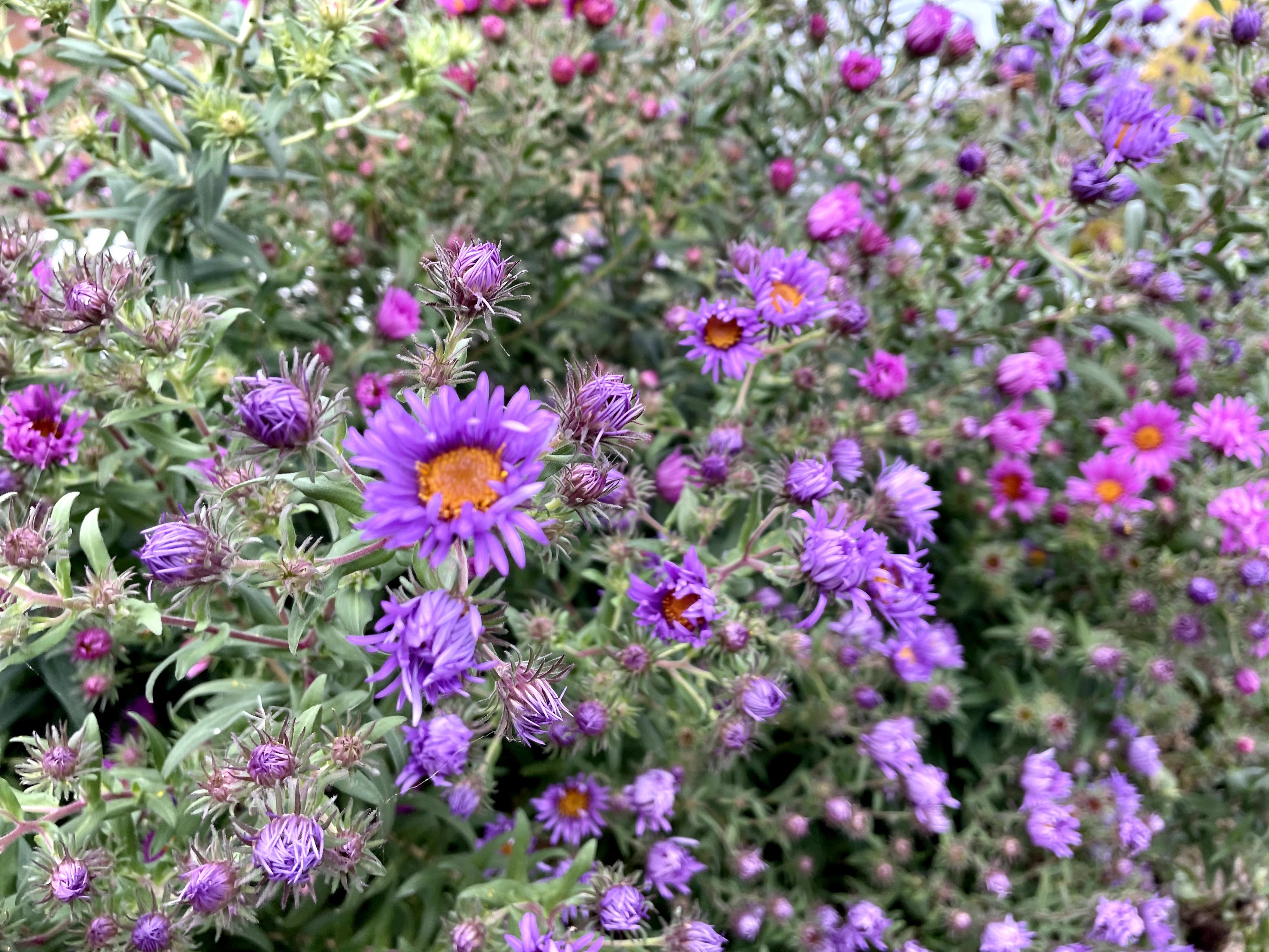 Symphyotrichum novae-angliae / New England Aster / New England Aster