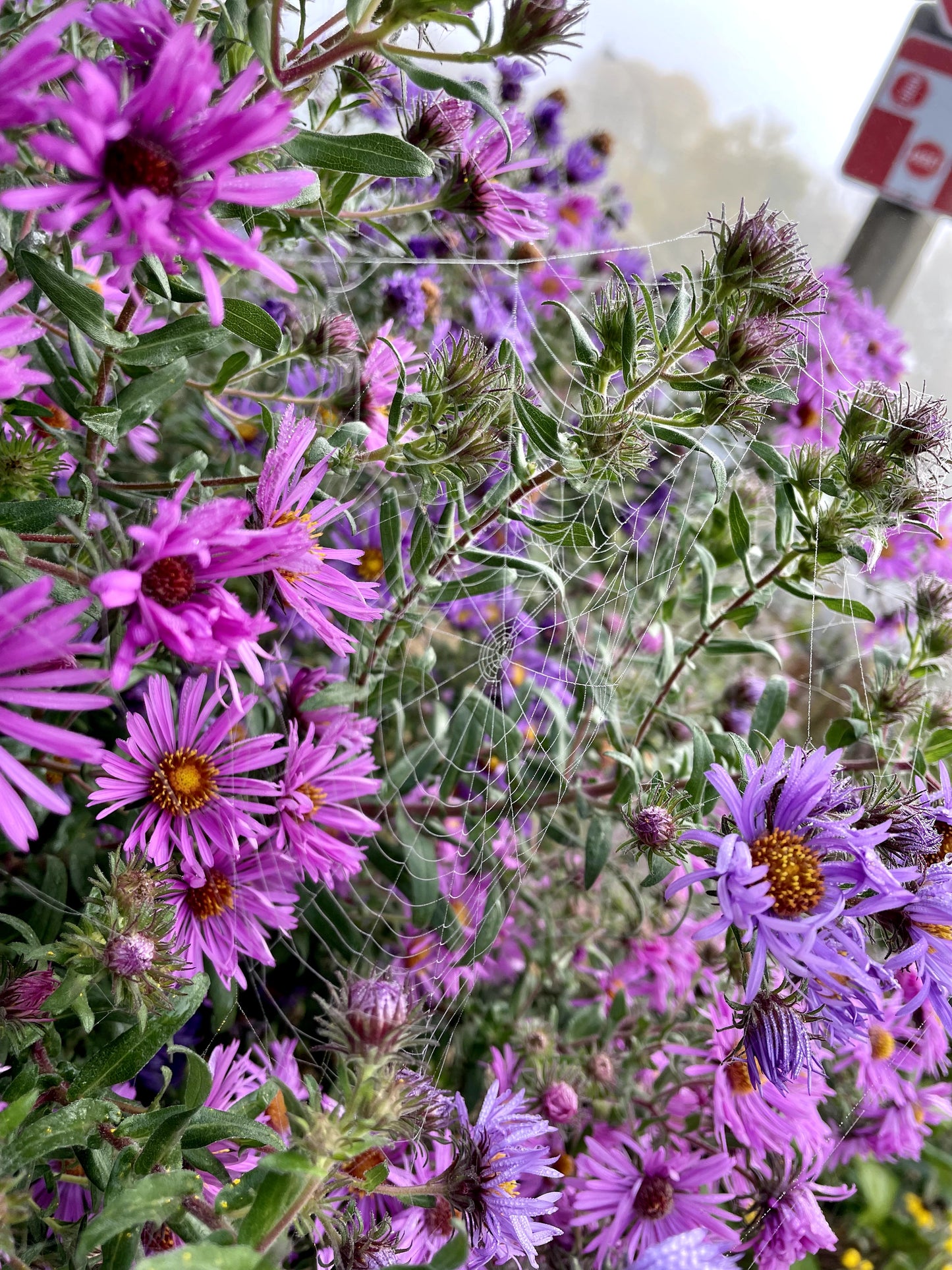 Symphyotrichum novae-angliae / New England Aster / Aster de Nouvelle-Angleterre