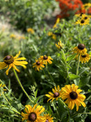 Rudbeckia hirta / Rudbekia hirte /  Black-eyed Susan