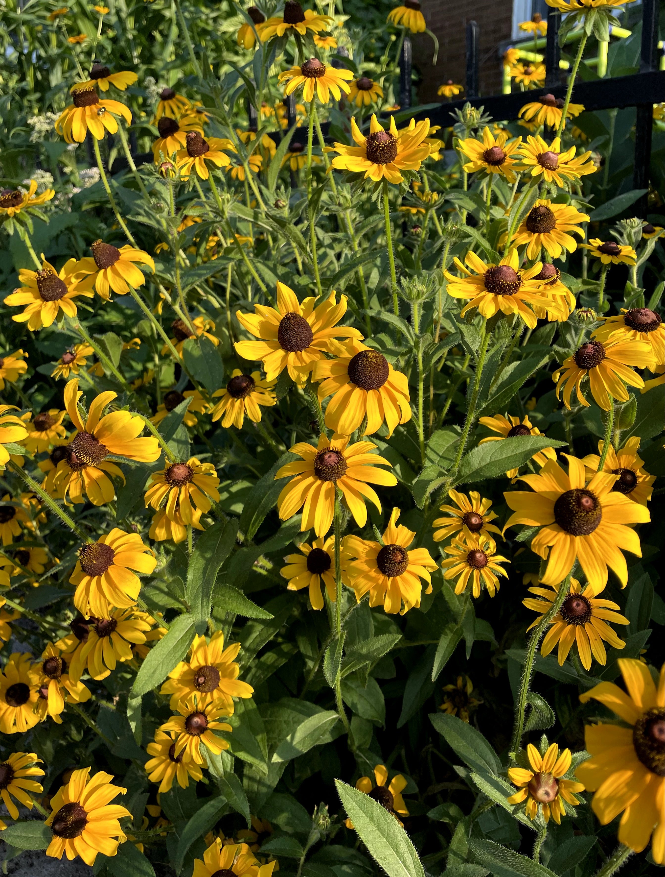 Rudbeckia hirta / Rudbekia hirte /  Black-eyed Susan