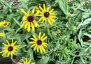 Rudbeckia hirta / Rudbekia hirte /  Black-eyed Susan