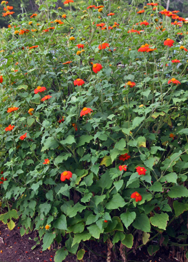 Tithonia rotundifolia "Mexican Torchlight" / Soleil du Mexique / Tithonia "Mexican Torchlight"