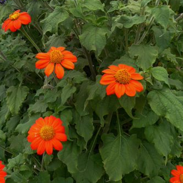 Tithonia rotundifolia "Mexican Torchlight" / Soleil du Mexique / Tithonia "Mexican Torchlight"