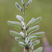 Lupinus perennis /  Lupin Bleu / Wild Lupin