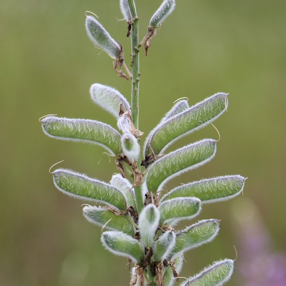 Lupinus perennis /  Lupin Bleu / Wild Lupin