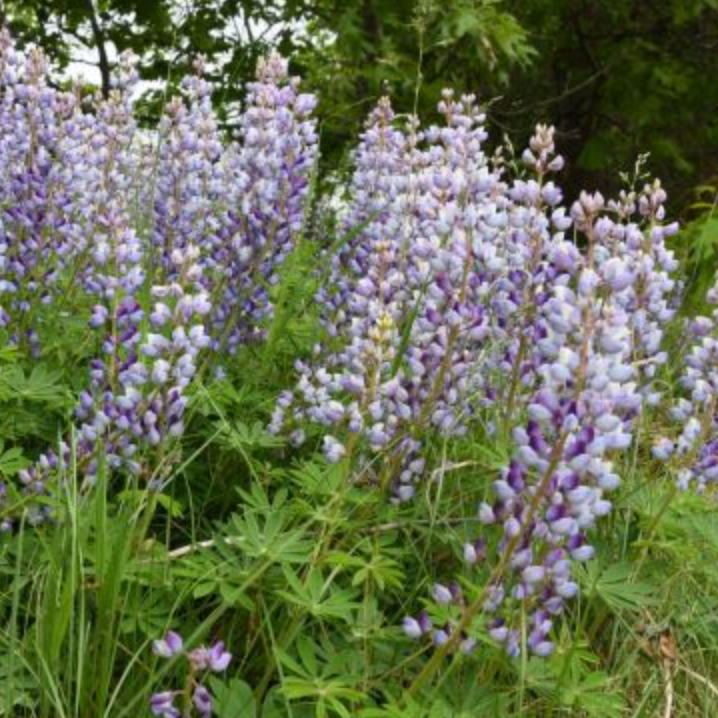 Lupinus perennis /  Lupin Bleu / Wild Lupin